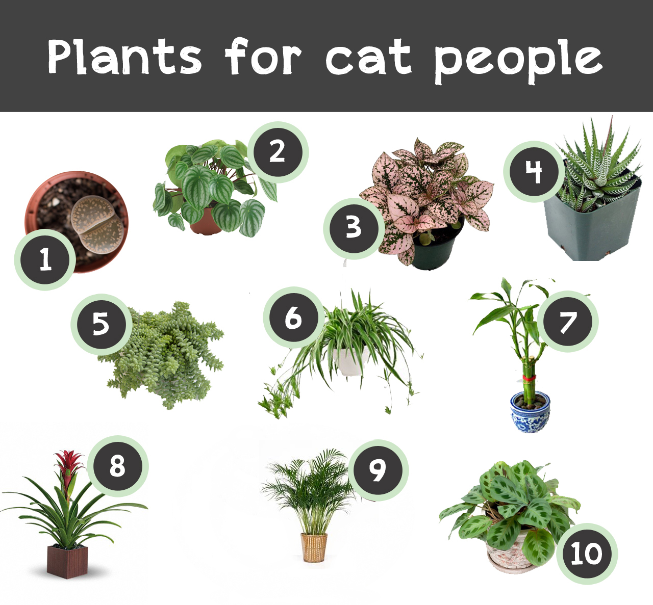 Simple Plants Not Toxic To Cats for Small Space