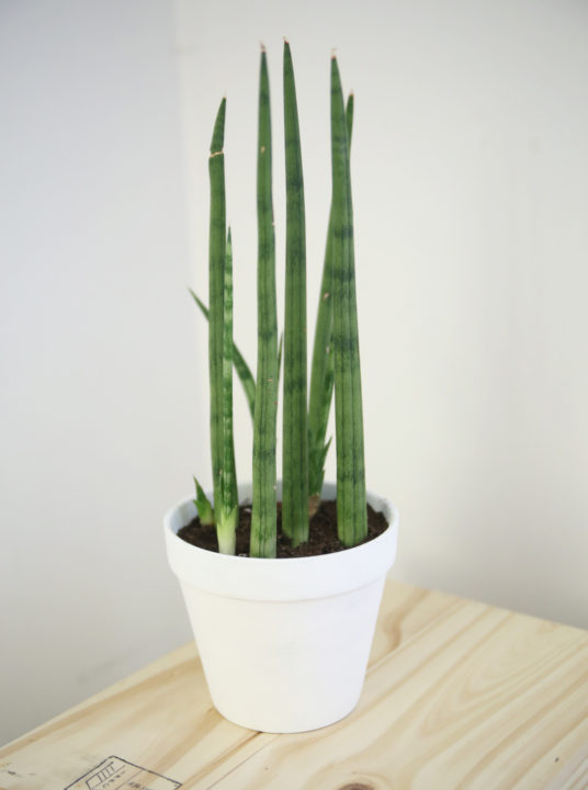 Sansevieria cylindrica aka cylindrical snake plant