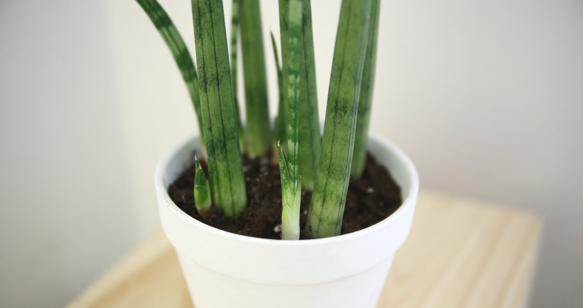 Sansevieria Cylindrica Aka Cylindrical Snake Plant Modern Plant Life,Dragon Lizard Pictures