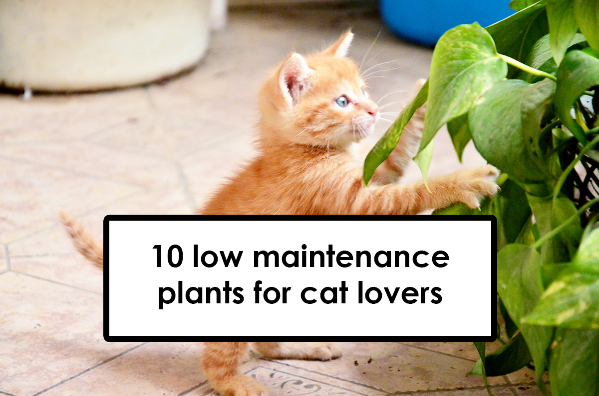 Plants For Cat Lovers Modern Plant Life