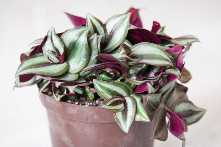 Tradescantia zebrina aka Inch plant Modern Plant Life