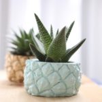 Blue pineapple planter