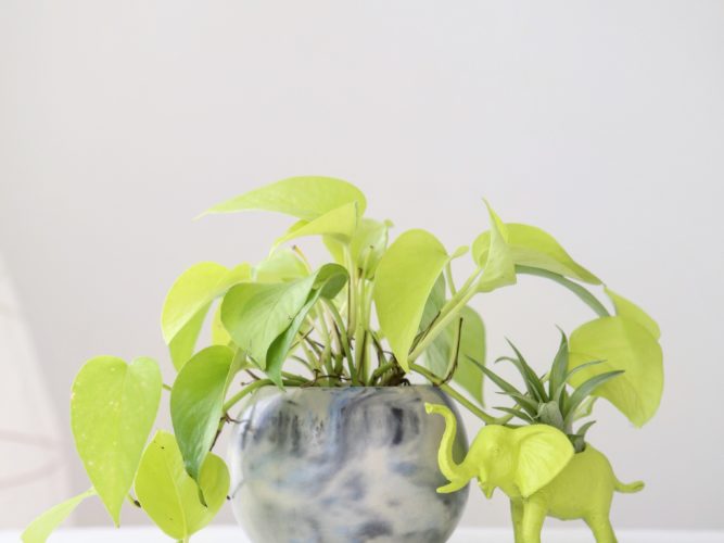 Neon pothos in Modern Plant Life marble concrete planter