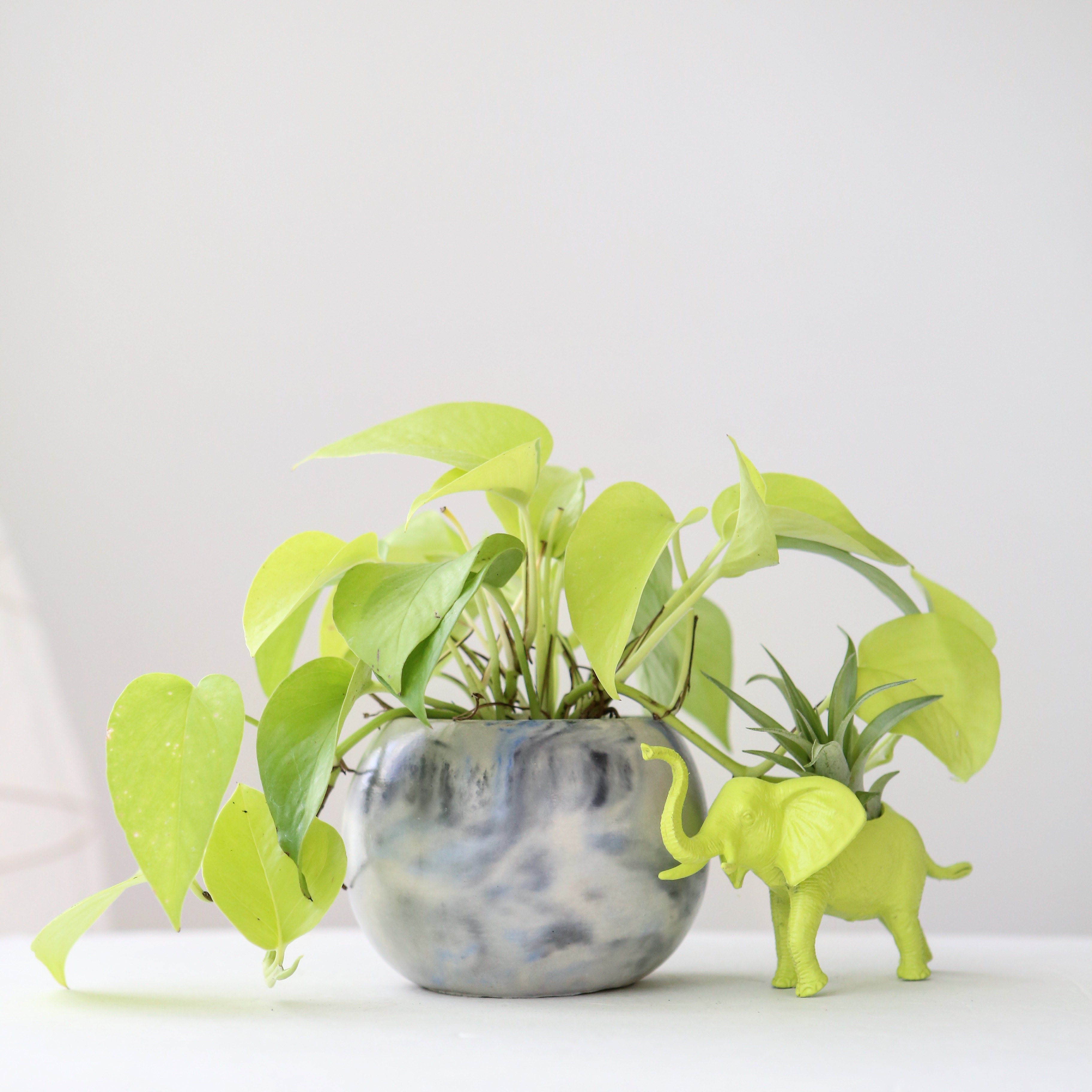 Neon pothos in Modern Plant Life marble concrete planter